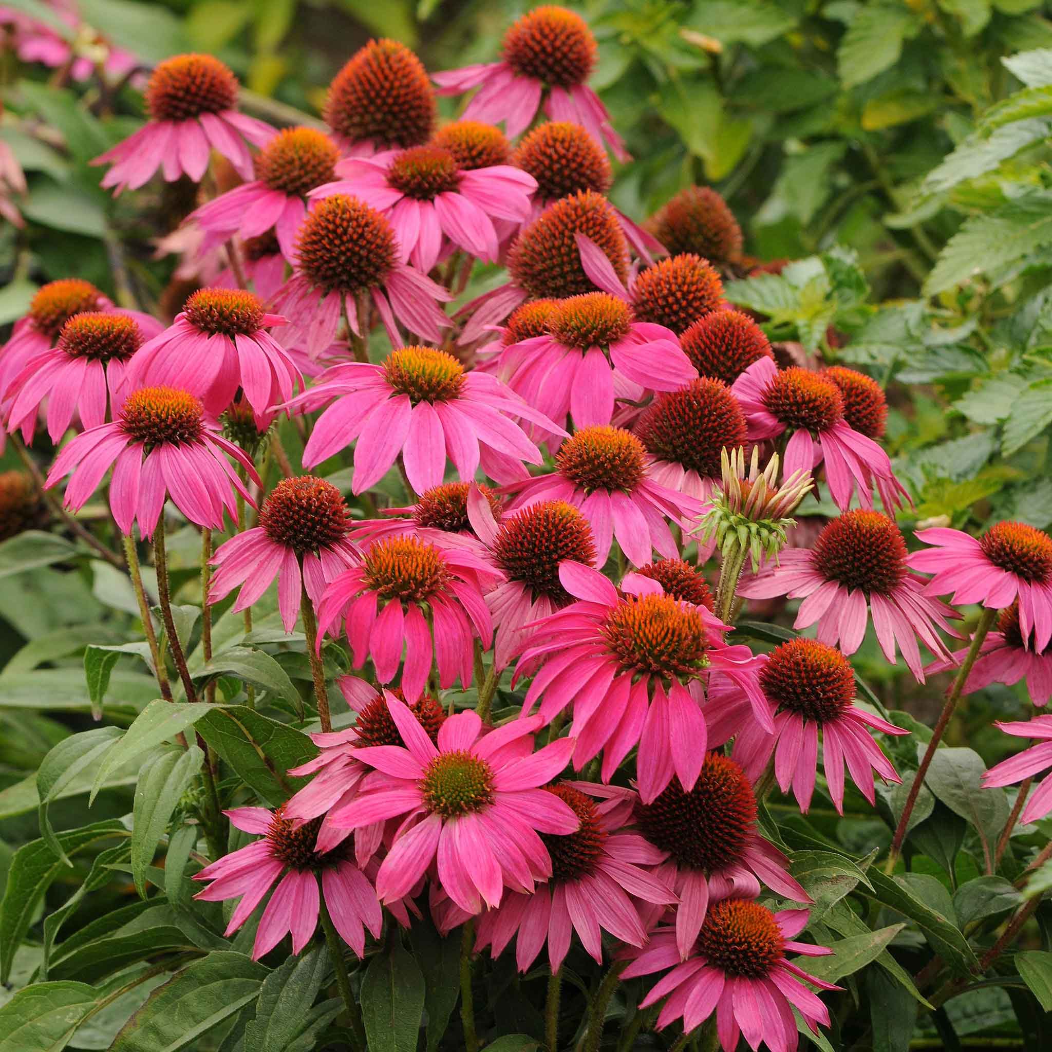 Powwow Wild Berry Coneflower (Echinacea purpurea &