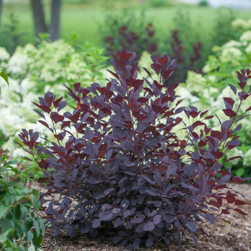 Winecraft Black® Smokebush (Cotinus coggygria &