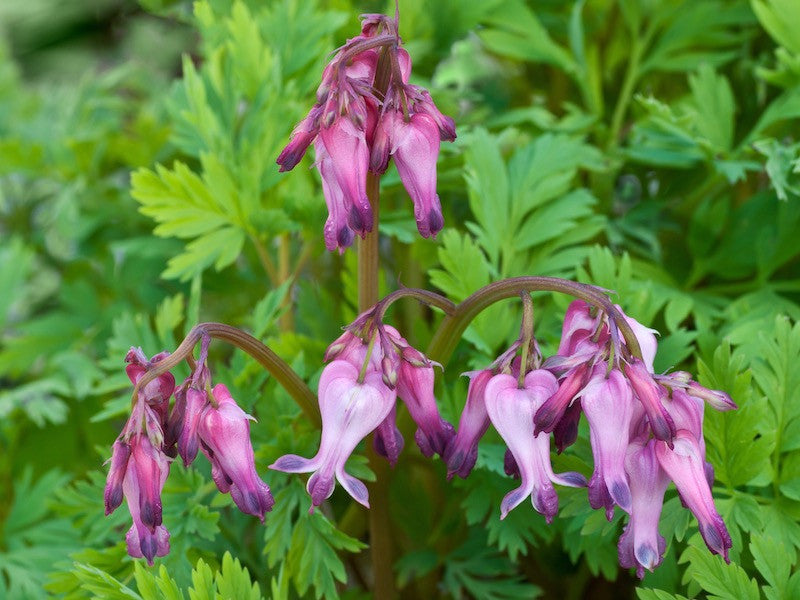 Fringed Bleeding Heart (Dicentra eximia) - 1 gallon