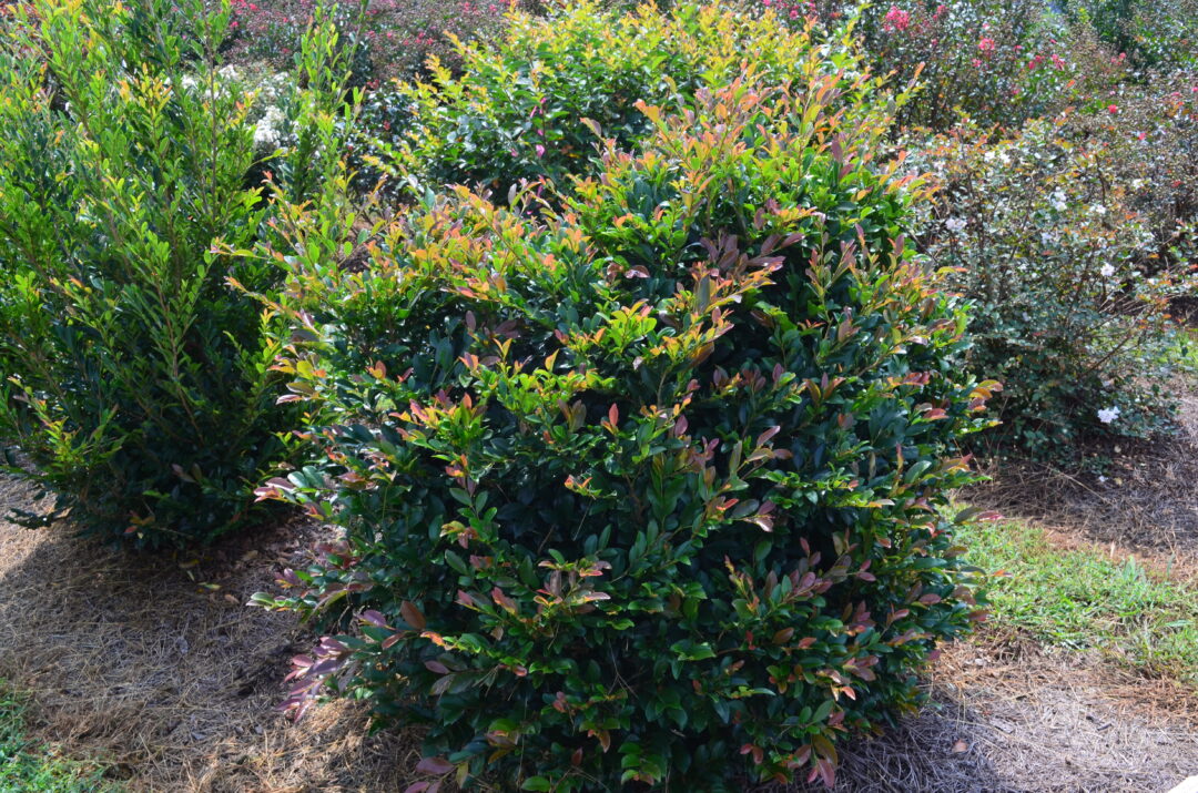 Linebacker™ Distylium (Distylium ‘Linebacker’) - 3 gallon