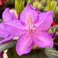 Purpureum Elegans Rhododendron (Rhododendron purpureum &