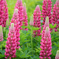 Gallery Pink Lupine (LUPINUS P. GALLERY PINK) - 3QT