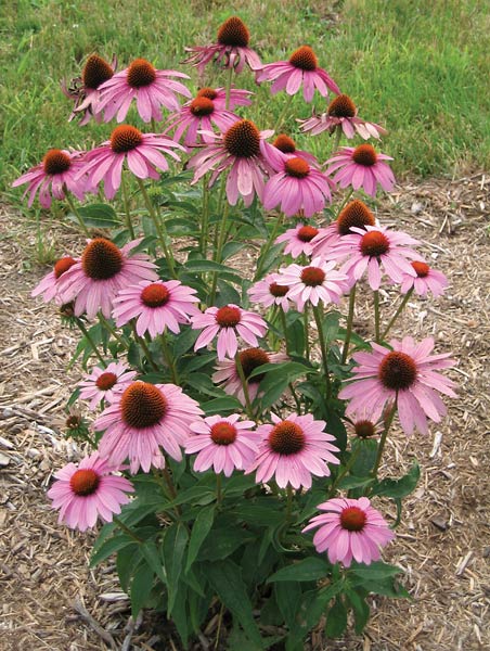 Prairie Splendor Coneflower (Echinacea purpurea &