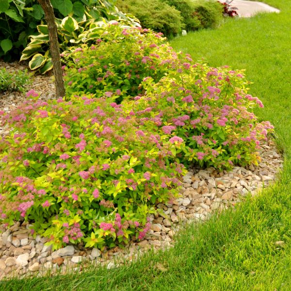 Magic Carpet Spiraea (Spiraea japonica &
