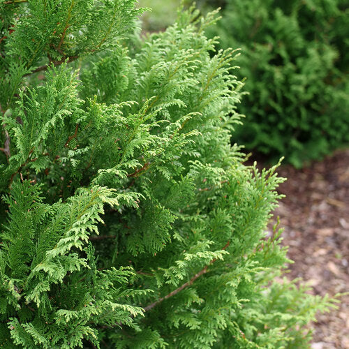 close up of cedar rapids false cypress