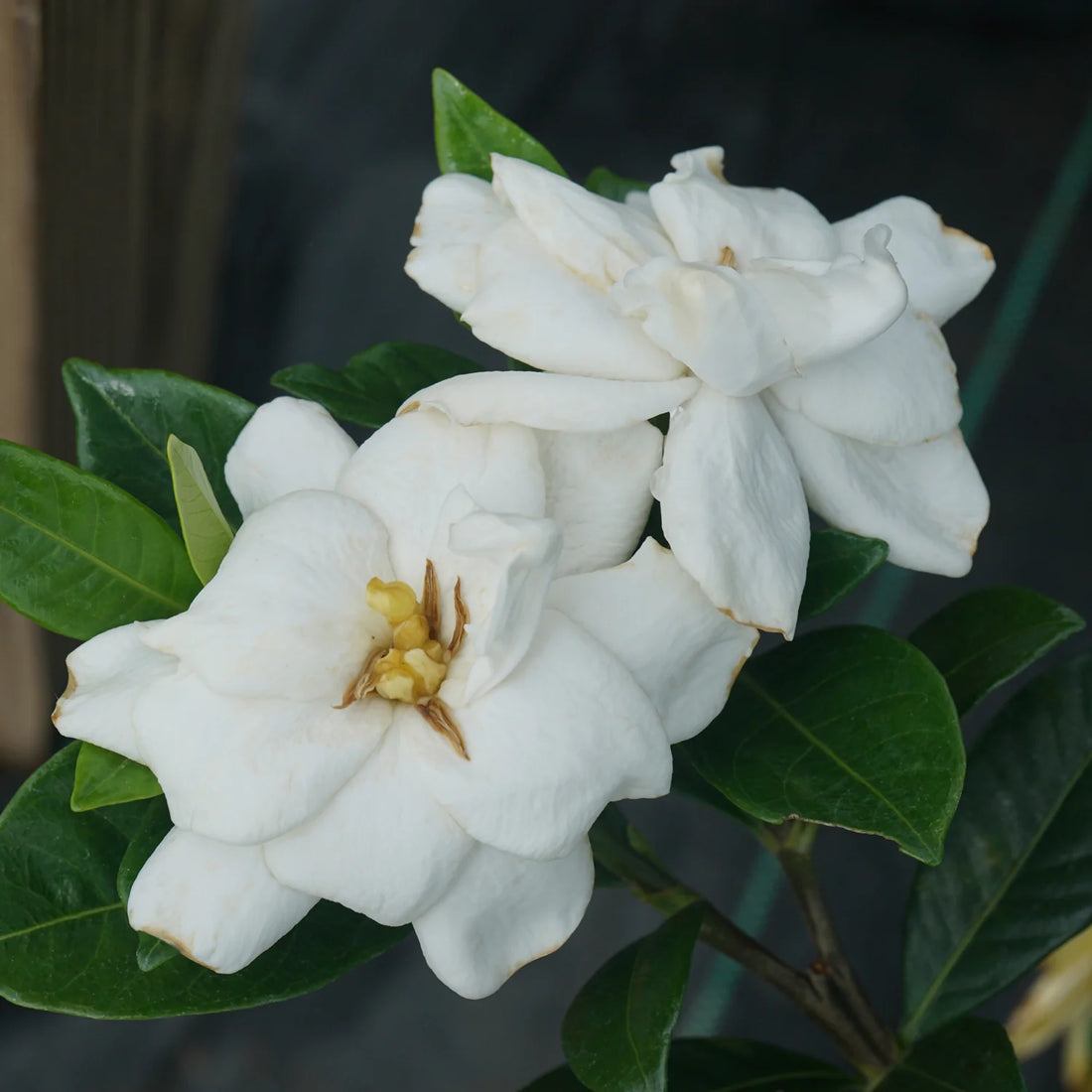 Steady as She Goes® (Gardenia steady &