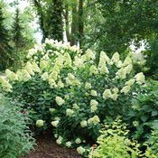 limelight prime panicle hydrangea in a landscape setting