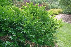 Kindly® Privet (LIGUSTRUM KINDLY) - QT