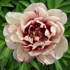Garden Candy™ All That Jazz™ Itoh Peony (Paeonia × Itoh ‘All That Jazz’) - 2 gallon