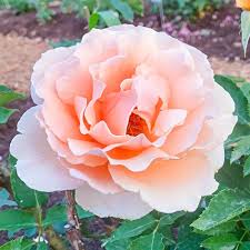 Just Joey Rose (ROSE JUST JOEY) - 3 gallon