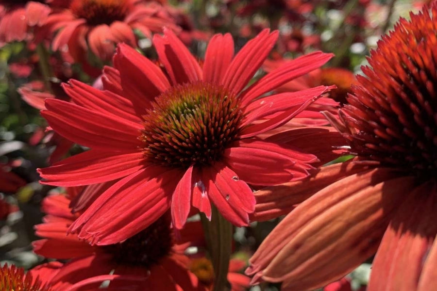 Kismet™ Red Coneflower (Echinacea kismet &