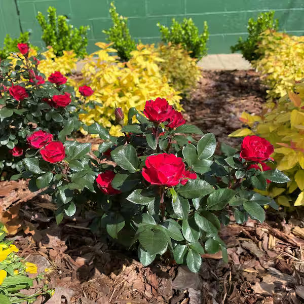 Petite Knock Out® Rose (Rosa K.O &