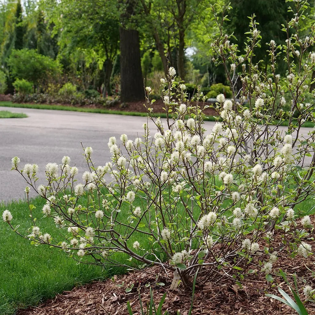 Legend of the Small® Bottlebrush (Fothergilla x intermedia &