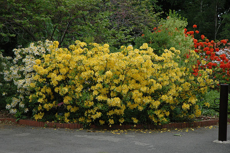 Lemon Light Azalea (Azalea &