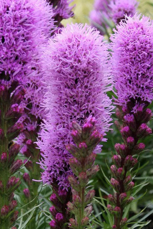 Gayfeather (Liatris kobold) - 1 gallon