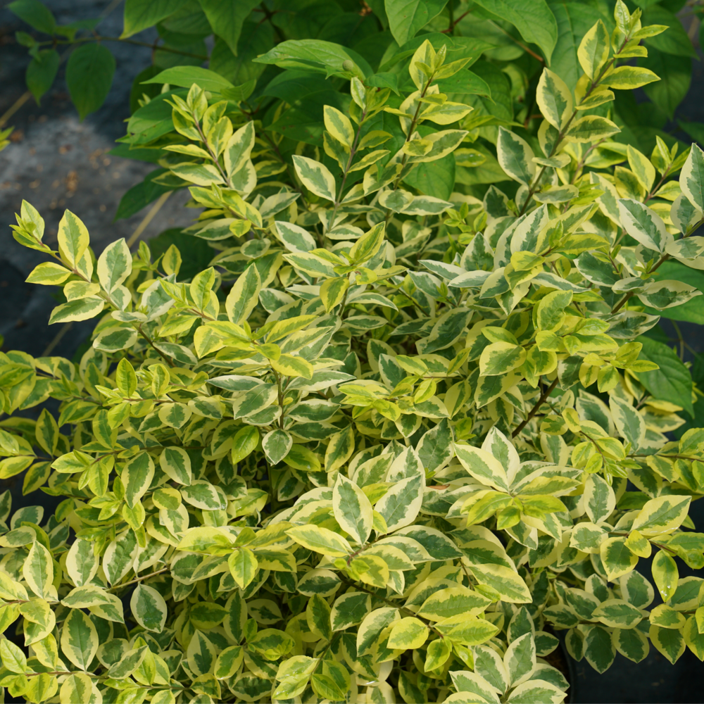 Good Vibrations® Privet (LIGUSTRUM GOOD VIBRATIONS) - QT