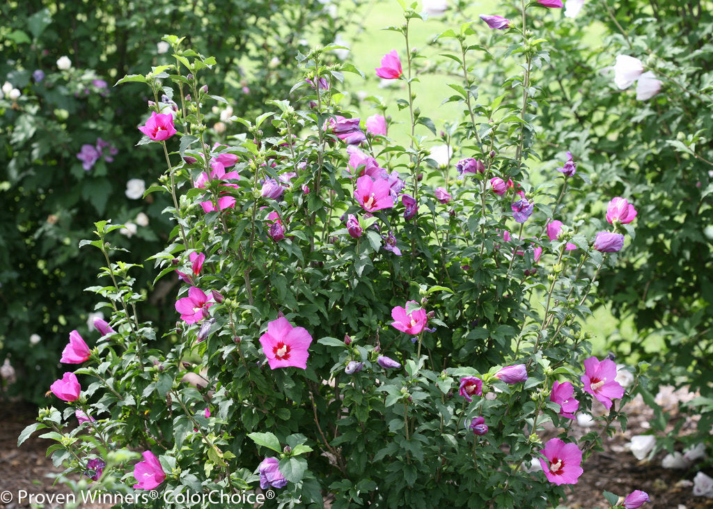 Proven Winners® Color Choice® Lil’ Kim® Violet Rose of Sharon (Hibiscus syriacus ‘SHIMRV24’) - 2 gallon