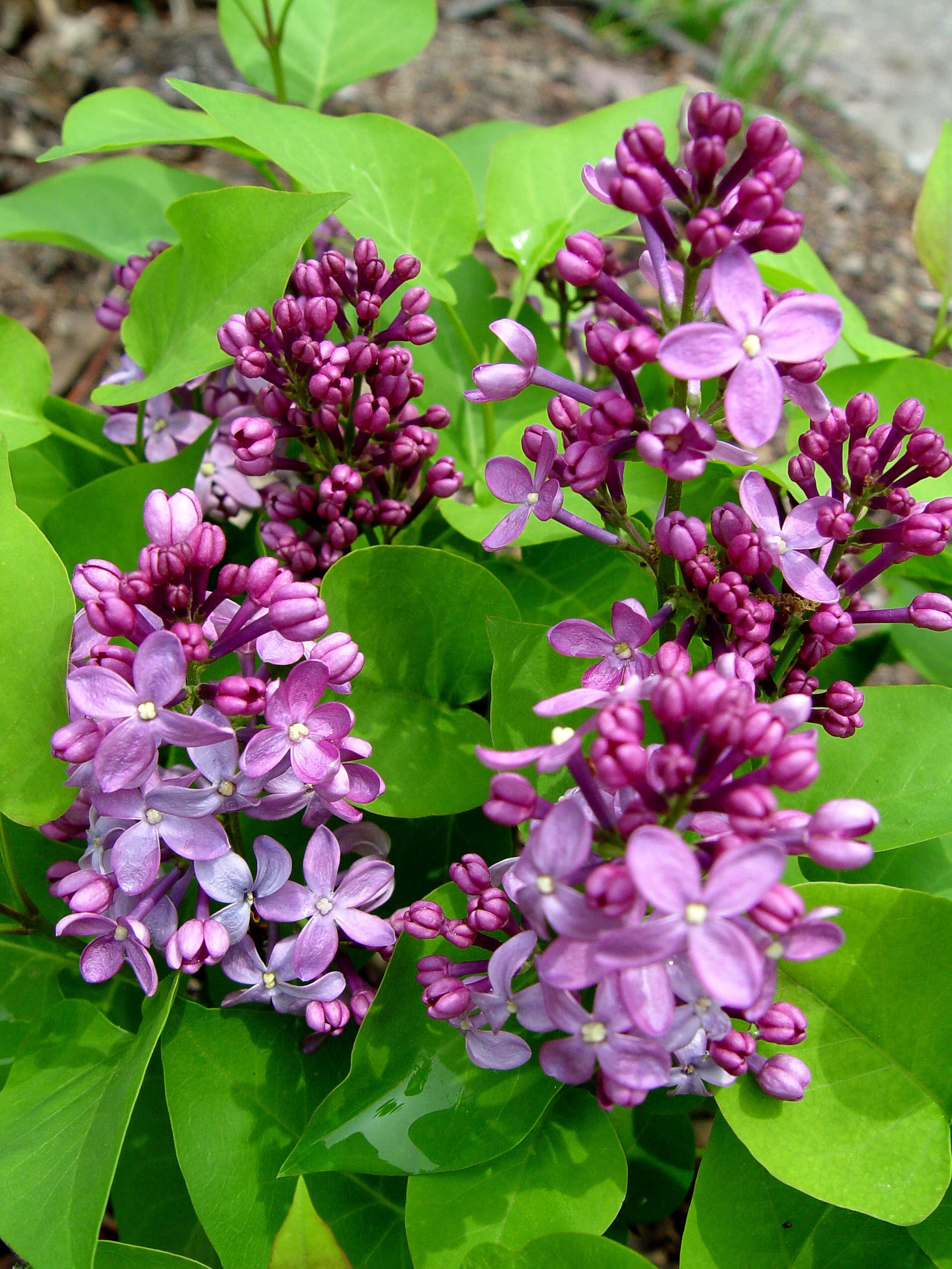 Prairie Petite Lilac (Syringa vulgaris &