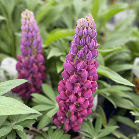 Westcountry™ Masterpiece Lupine (LUPINUS WESTCOUNTRY MASTERPIECE) - 1.5 gallon