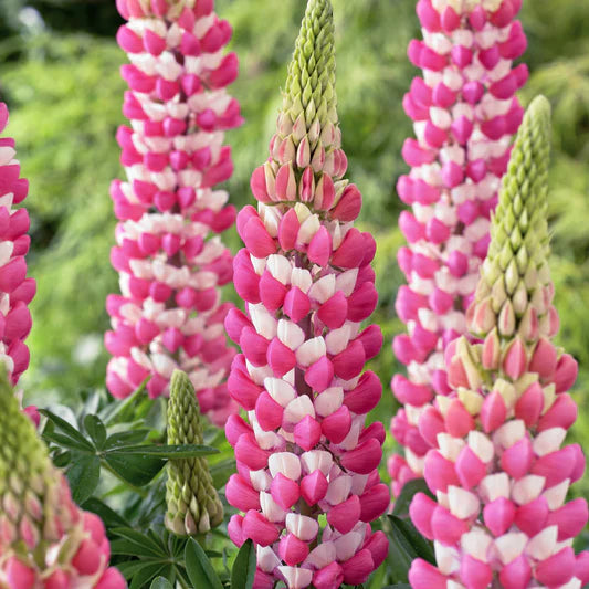 Staircase™ Lupine Rose White (LUPINUS STAIRCASE™ ROSE & WHITE) - 1.5 gallon
