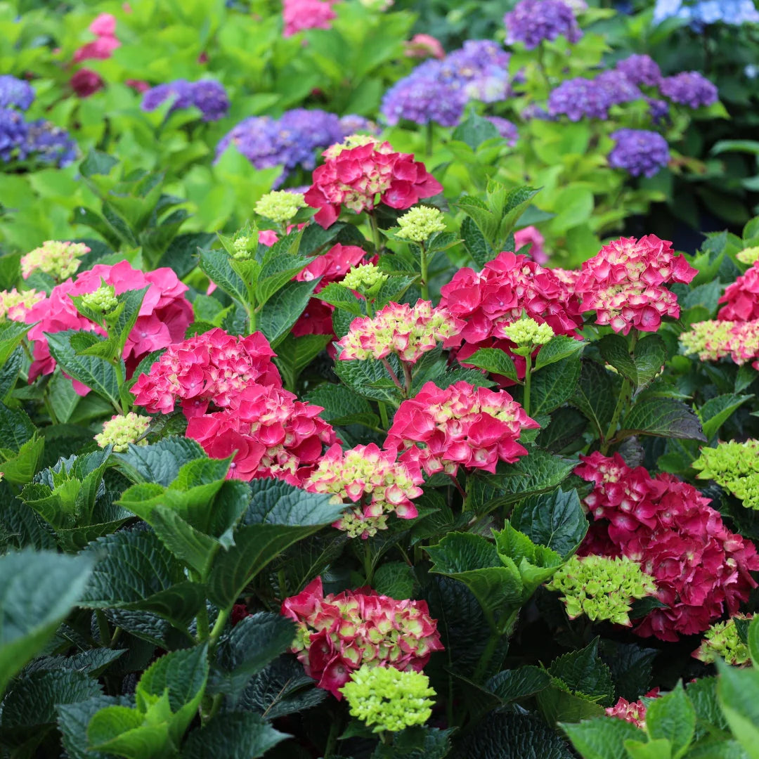 Magical® Ruby Red Hydrangea (Hydrangea macrophylla ‘Ruby Red’ (Kolmaru)&