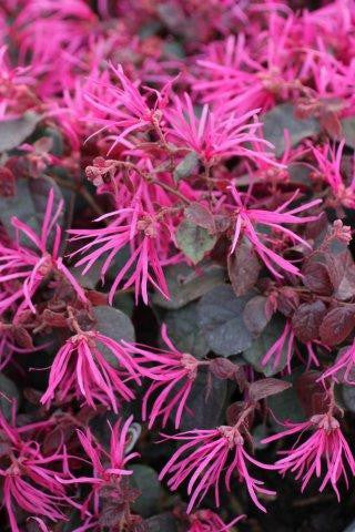 Jazz Hands Bold® Loropetalum (LOROPETALUM JAZZ HANDS BOLD) - QT