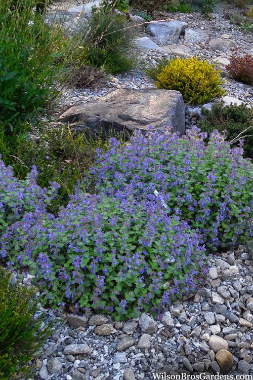 Early Bird Catmint (Nepeta &