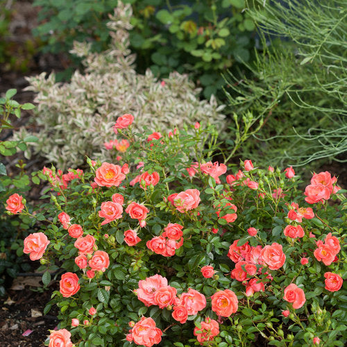 Proven Winners® Oso Easy® Mango Salsa Rose (Rosa &