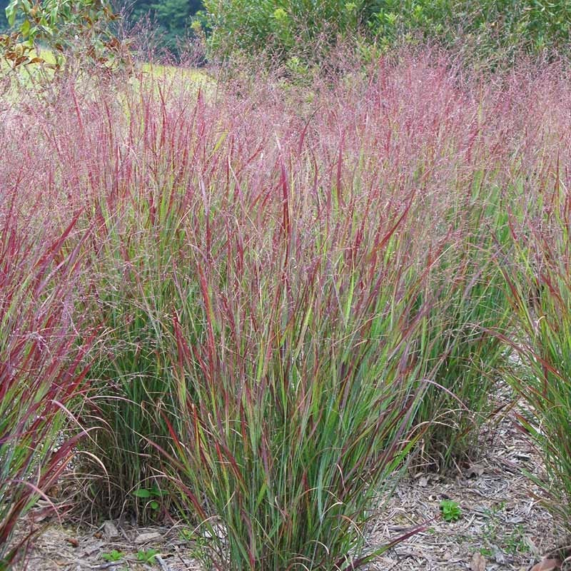 Shenandoah Switch Grass (Panicum virgatum &