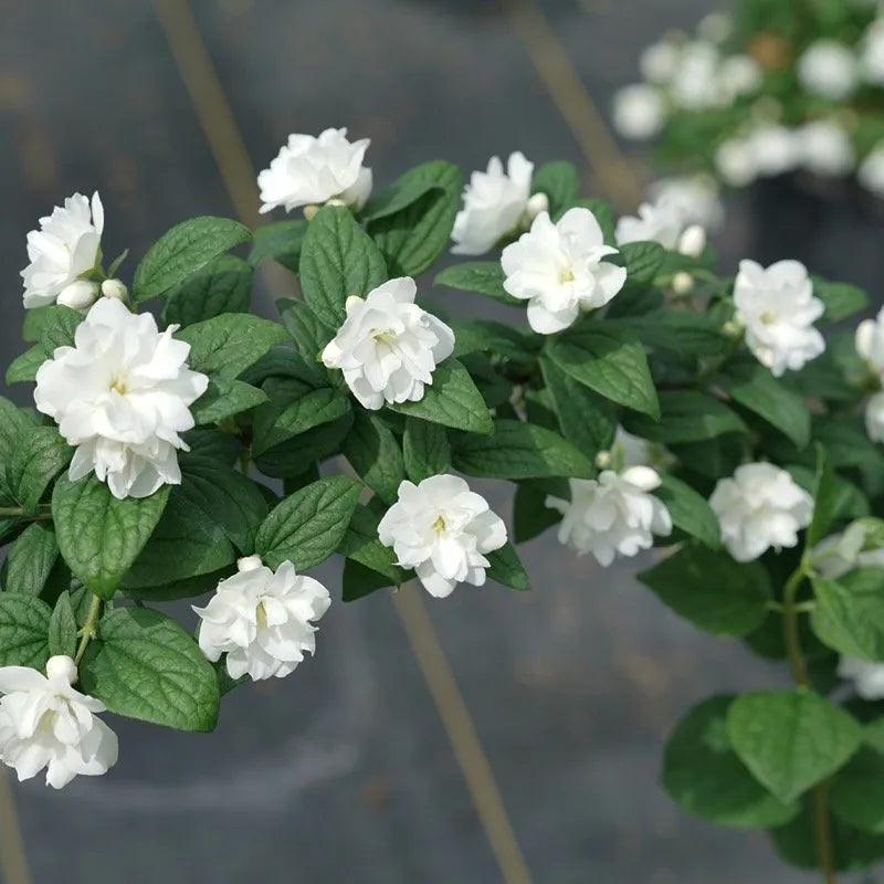 Illuminati Arch® Mockorange (Philadelphus illuminati &