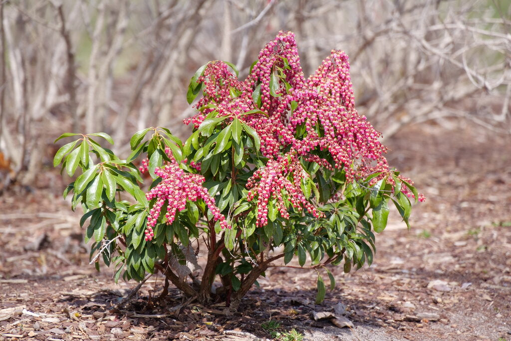 Interstella® Pieris (PIERIS INTERSTELLA) - QT