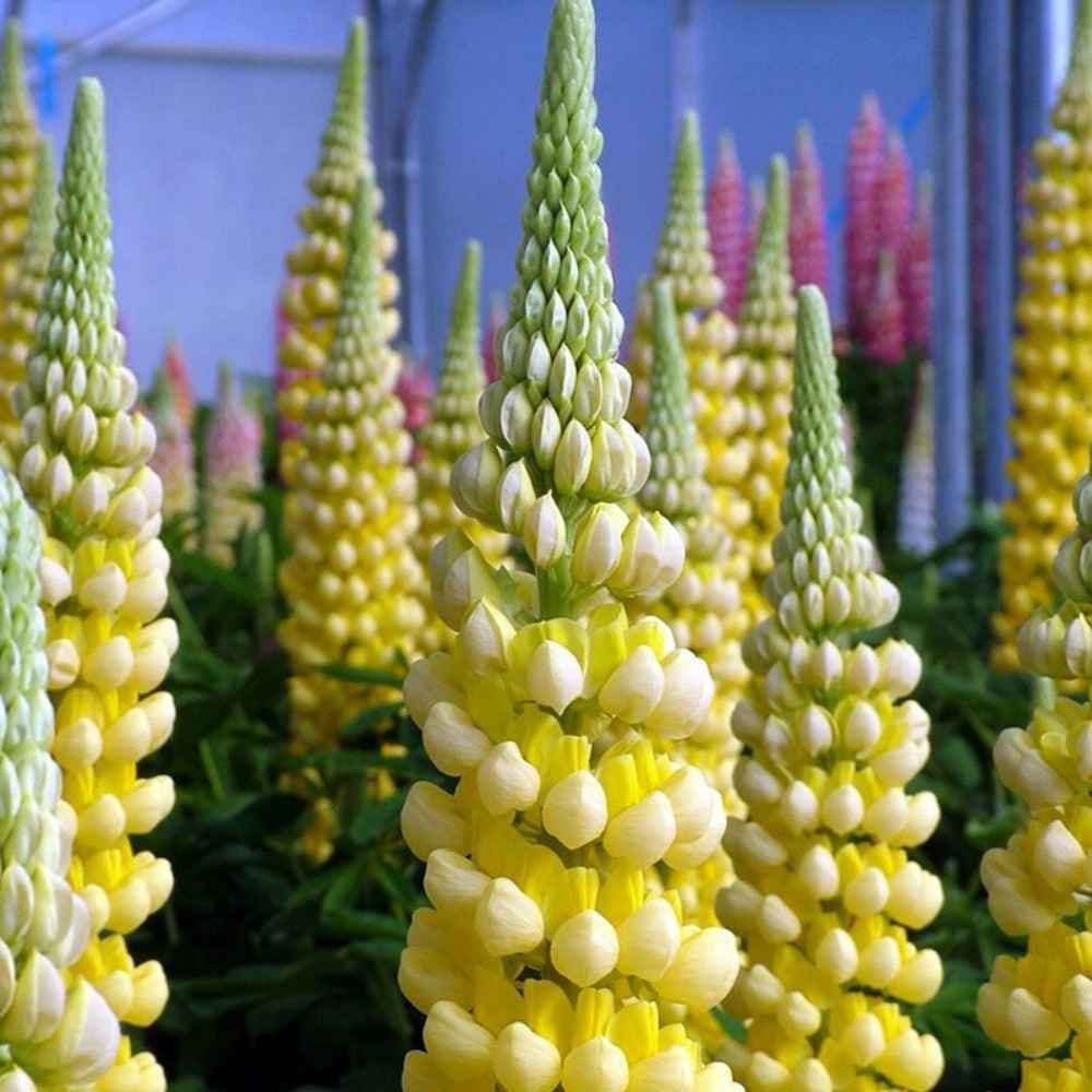 Chandelier Lupine (LUPINUS P. CHANDELIER) - 3QT