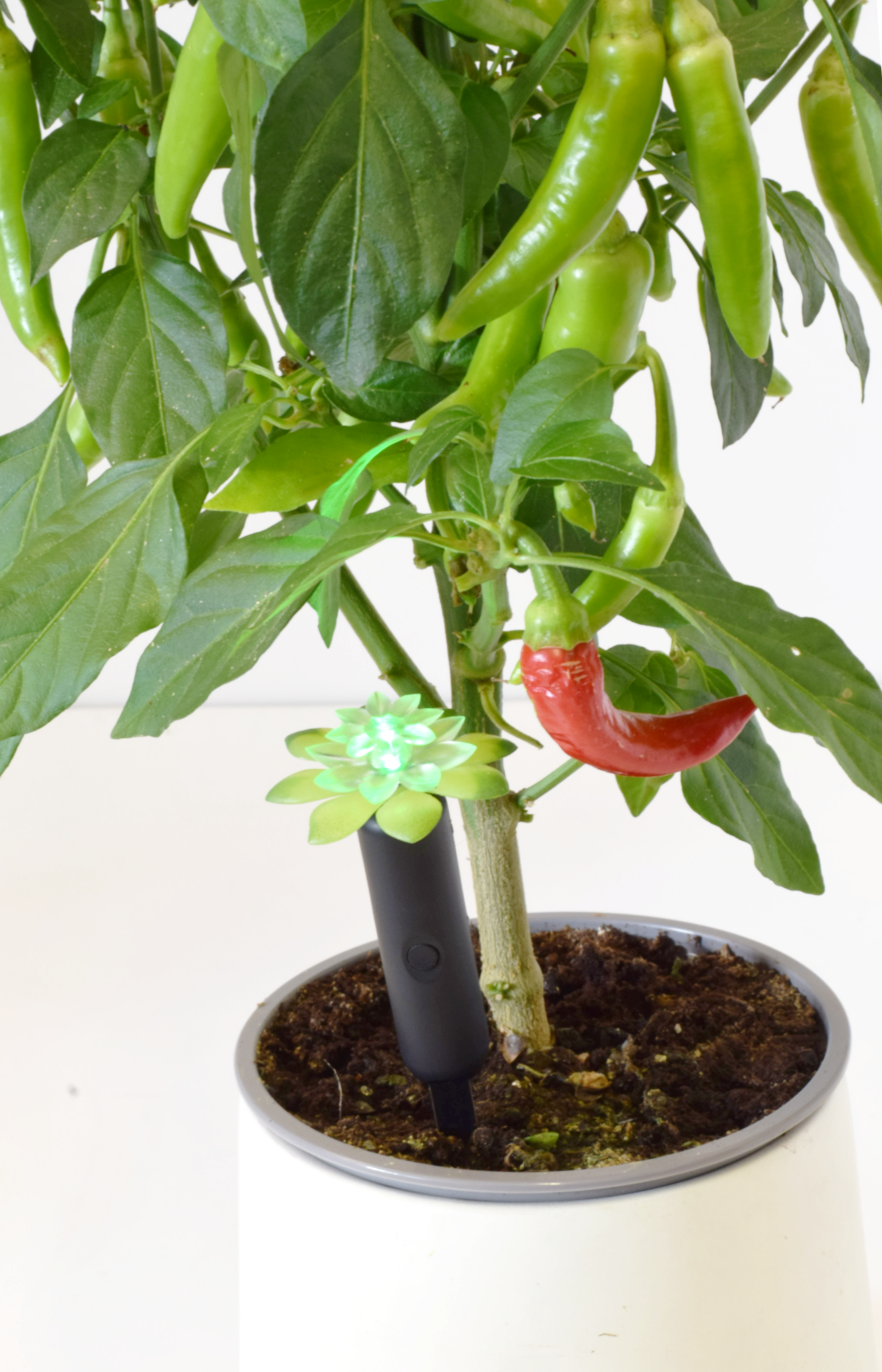 Plant Alarm Kit