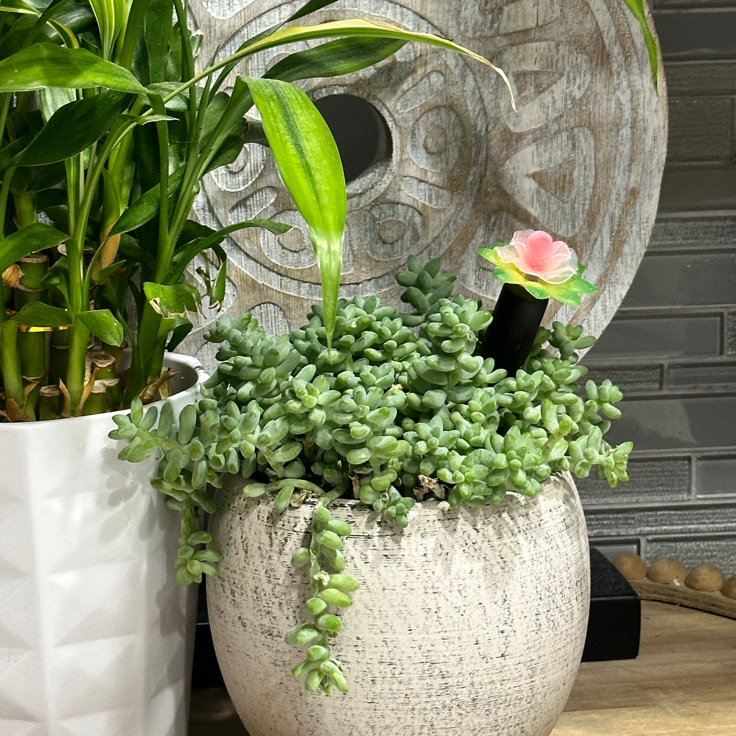 Plant Alarm Kit