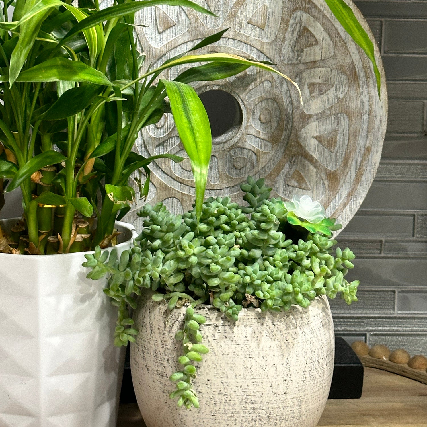Plant Alarm Kit