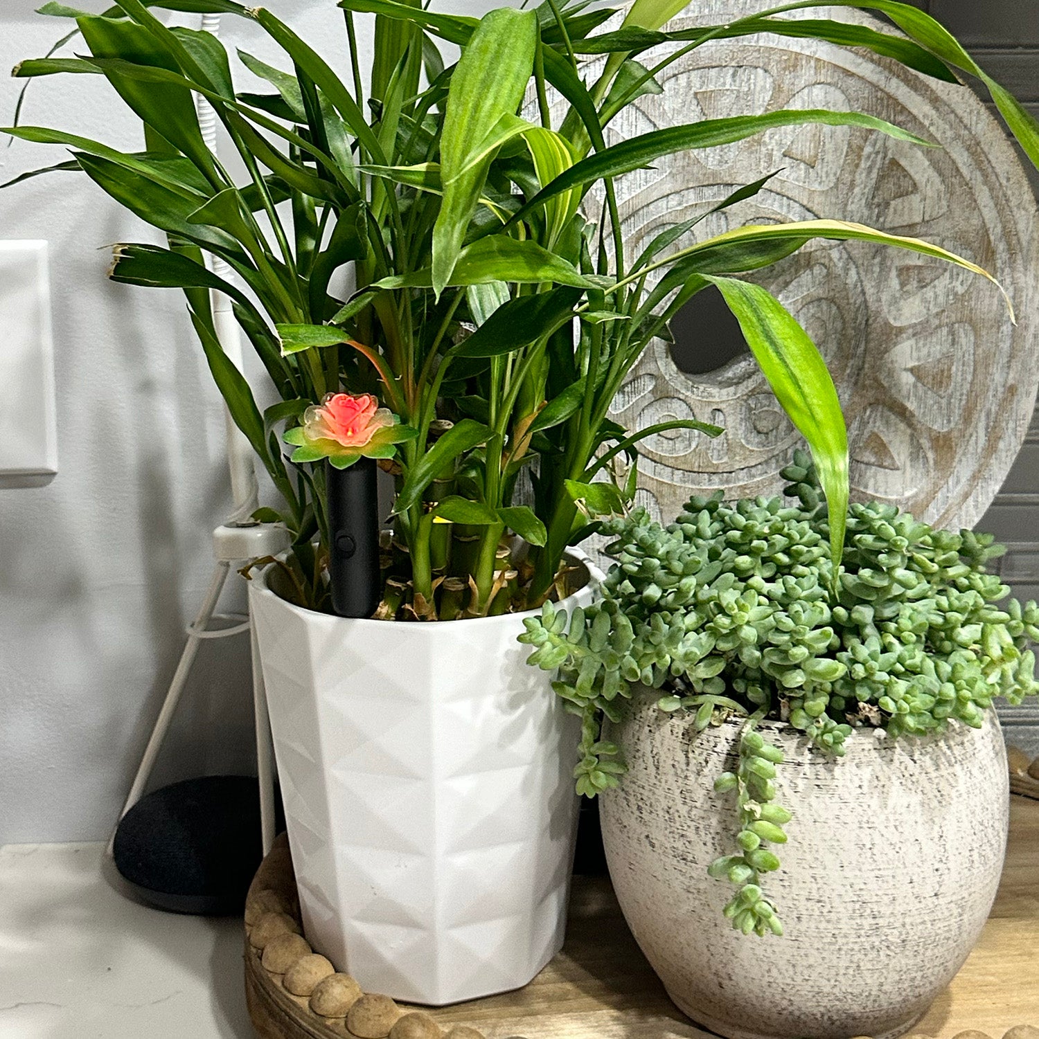 Plant Alarm Kit
