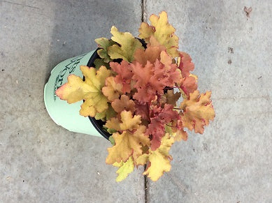 HEUCHERA &