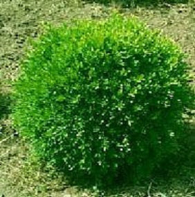 BUXUS M. &