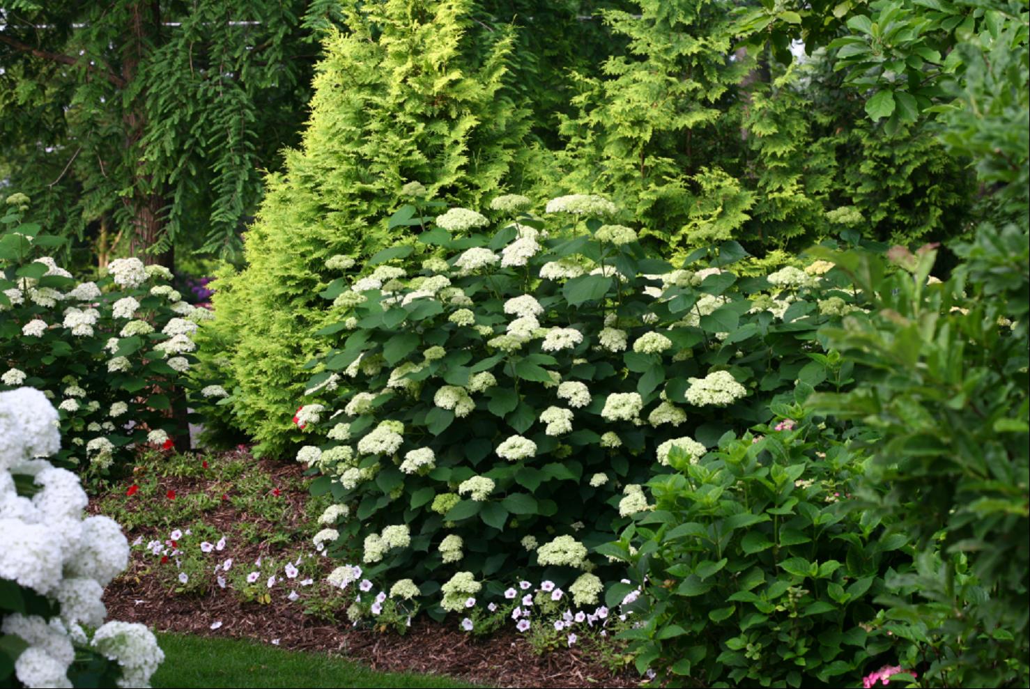 HYDRANGEA A. &