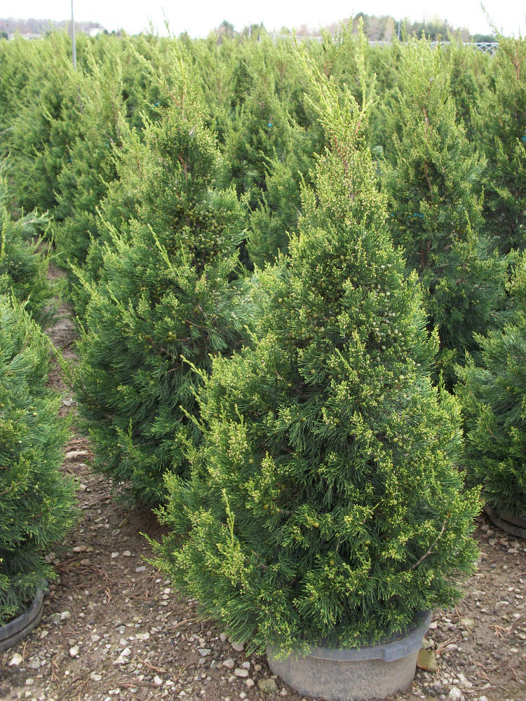 JUNIPER C. &