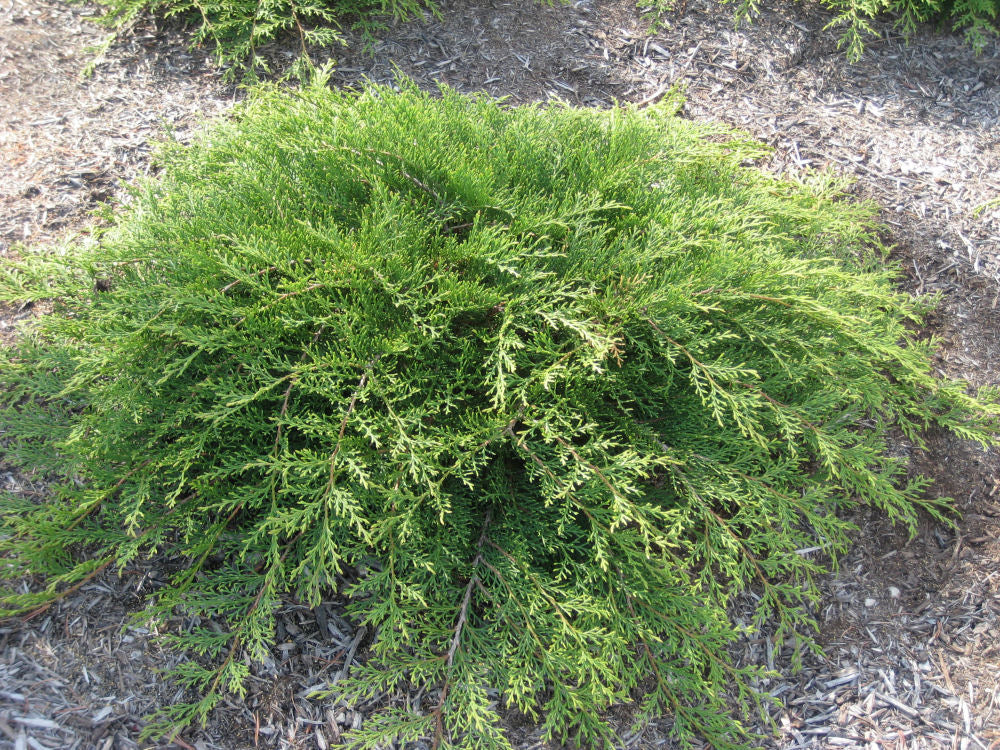 JUNIPER S. &