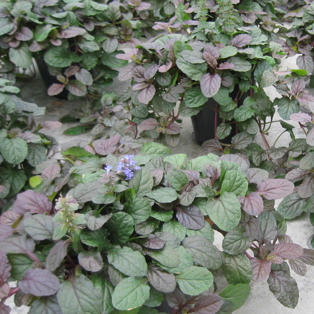 AJUGA &