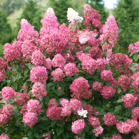 HYDRANGEA P &