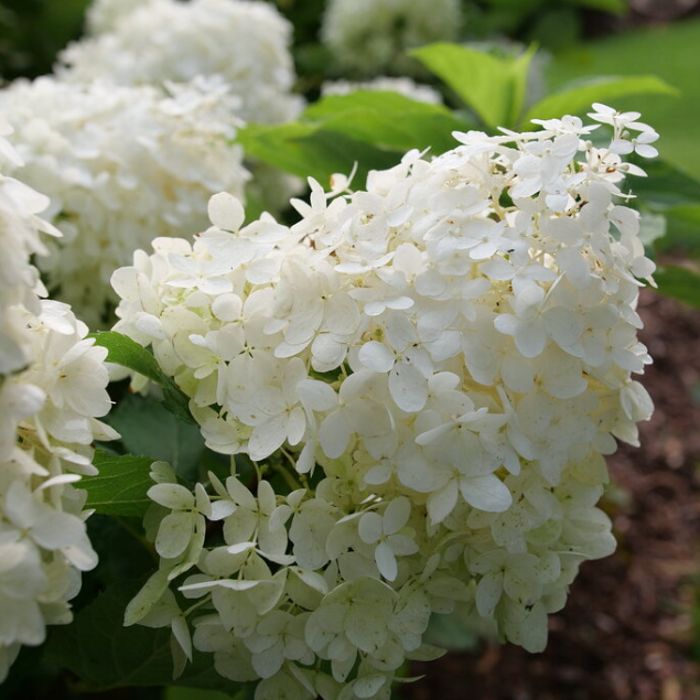 HYDRANGEA P PUFFER FISH™ G1 PW