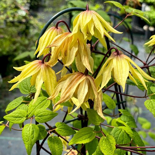 CLEMATIS &