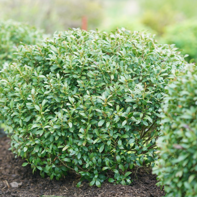 Strongbox® Inkberry holly
 (ILEX GLABRA STRONG BOX) - 5 gallon 18"