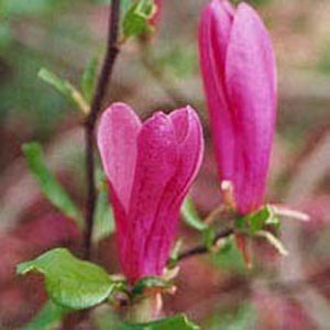 MAGNOLIA X &