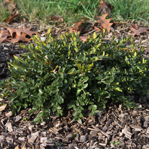 Flat-tery™ Boxwood (BUXUS X. FLAT-TERY) - 2 gallon 10"