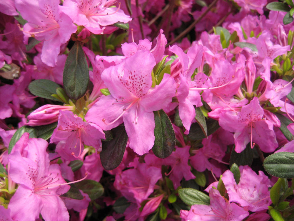 AZALEA KAREN 19CM