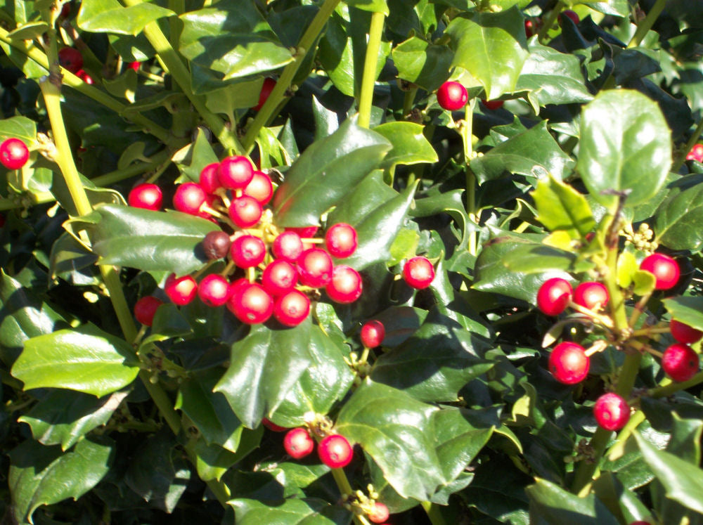 China Girl™ Broadleaf Holly (ILEX X MES. CHINA GIRL)
